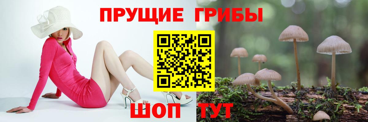 Псилоцибиновые грибы Cubensis Лениногорск
